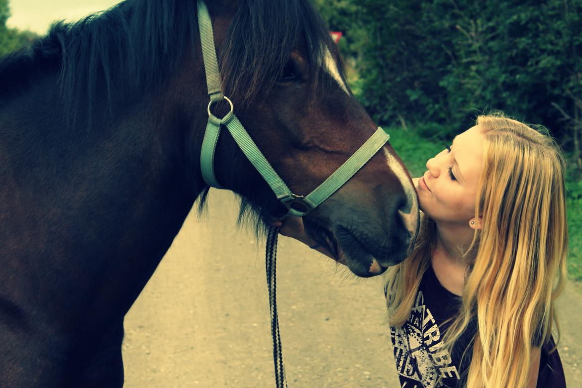 Welsh Pony af Cob-type (sec C) Chameur! - Elsker dig af hele mit hjerte billede 7