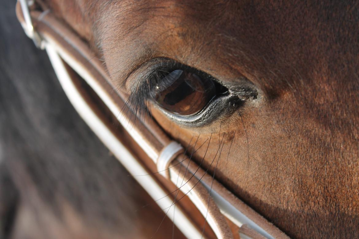 Welsh Pony af Cob-type (sec C) Chameur! billede 8