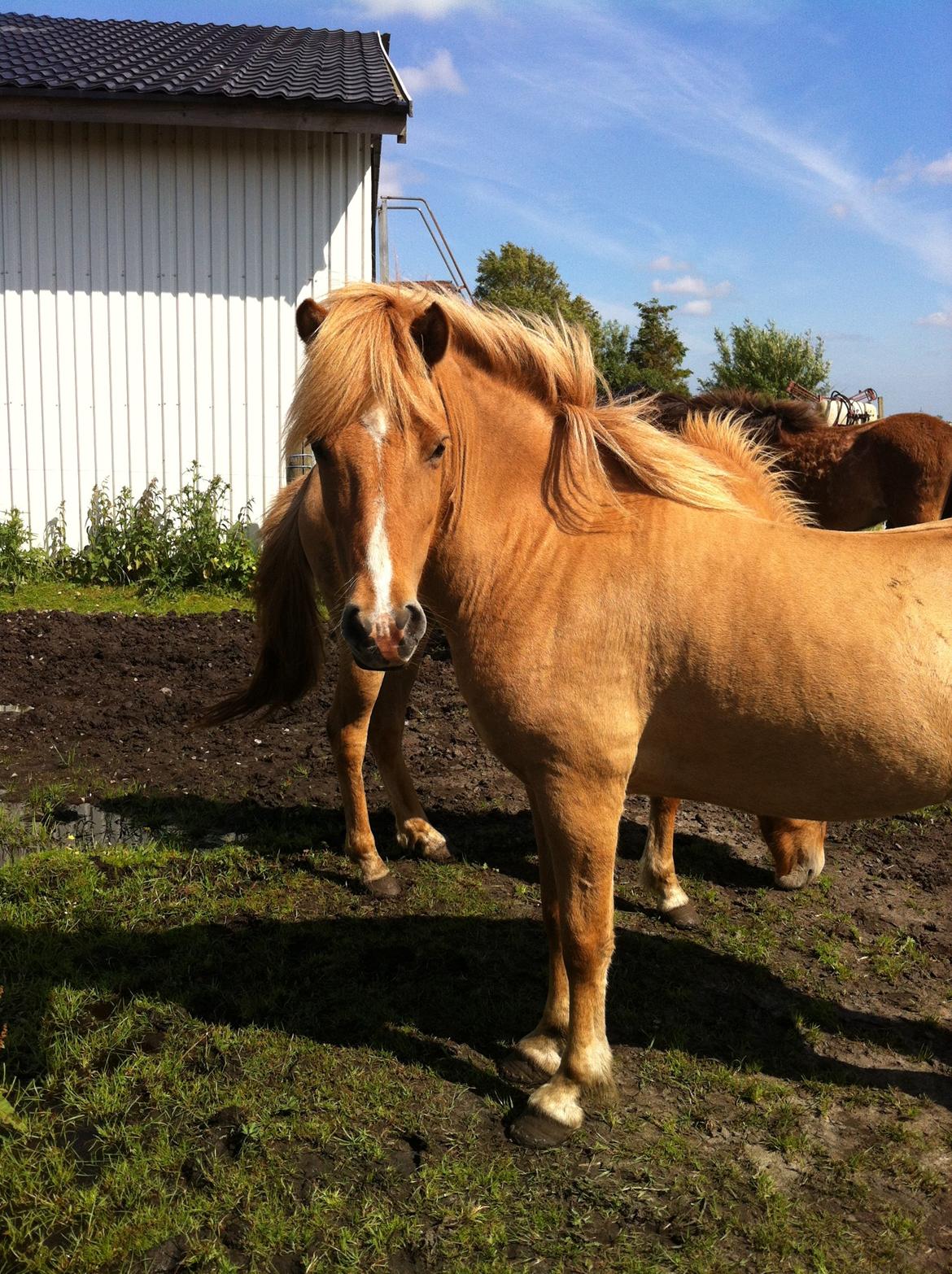 Islænder Sóley fra Röðli billede 2
