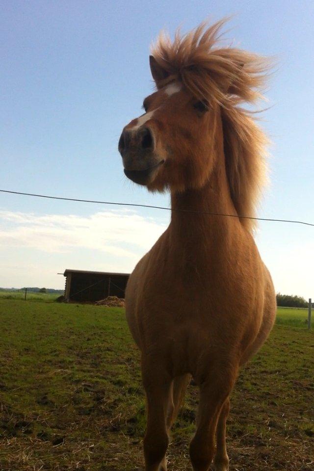 Islænder Sóley fra Röðli billede 4