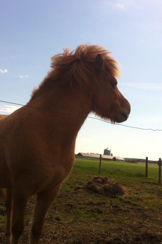 Islænder Sóley fra Röðli billede 5