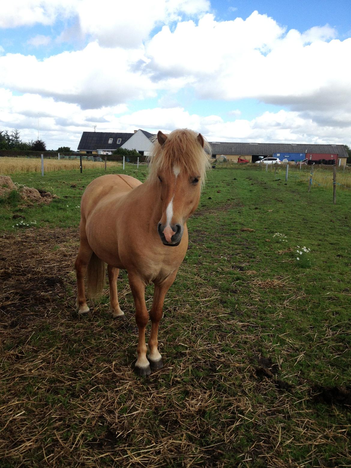 Islænder Sóley fra Röðli billede 6