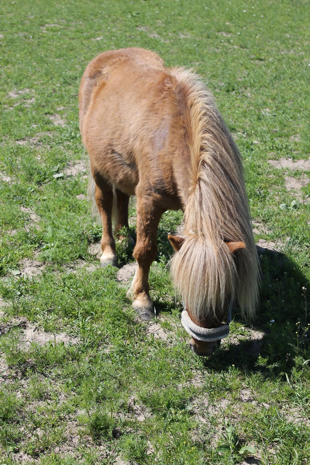 Miniature Lukas Bro af Stengaarden<3 billede 4
