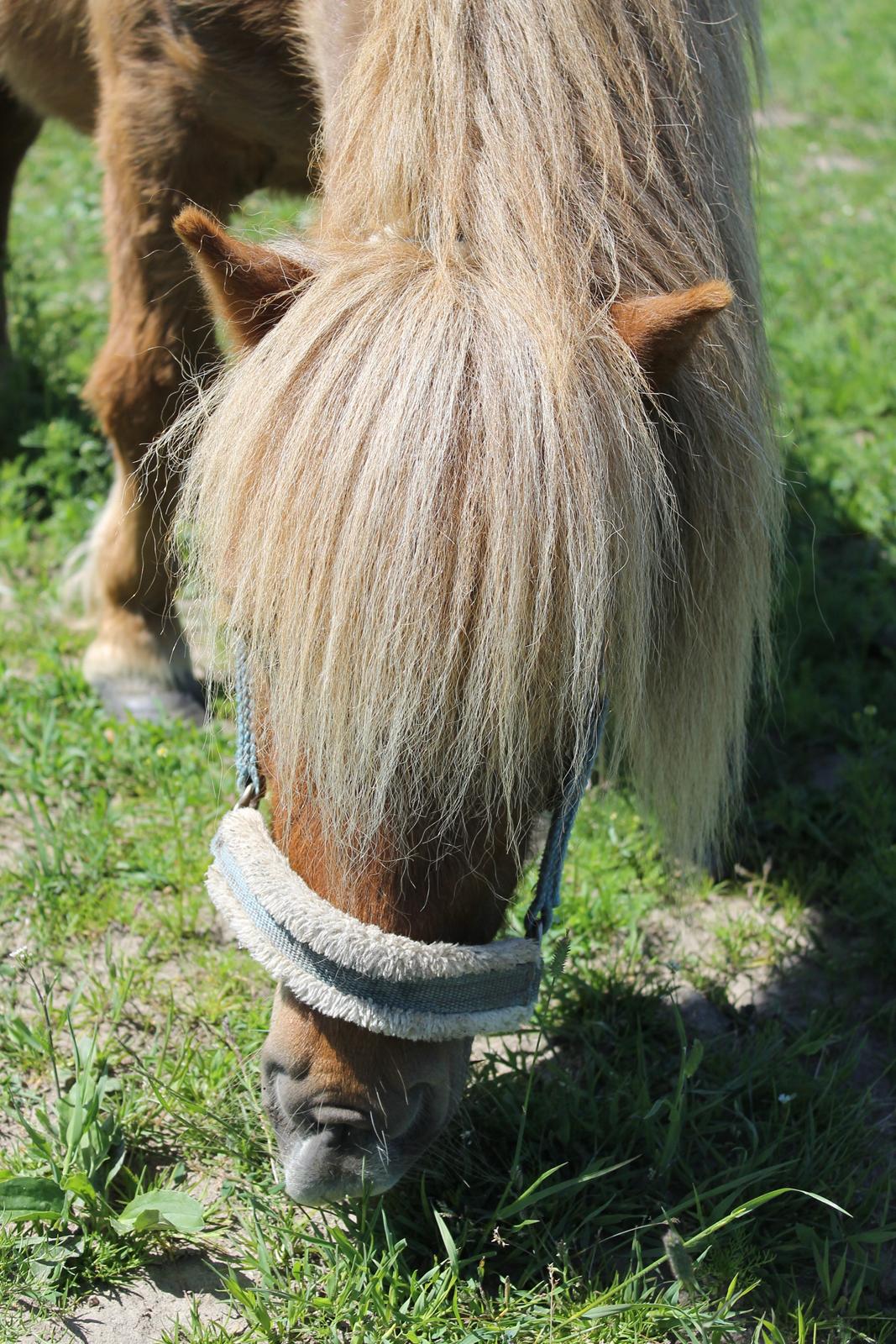 Miniature Lukas Bro af Stengaarden<3 billede 5