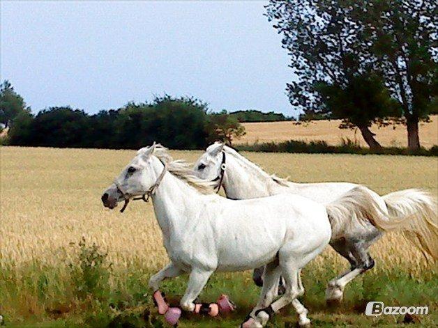 Welsh Pony af Cob-type (sec C) |Shirley| billede 2