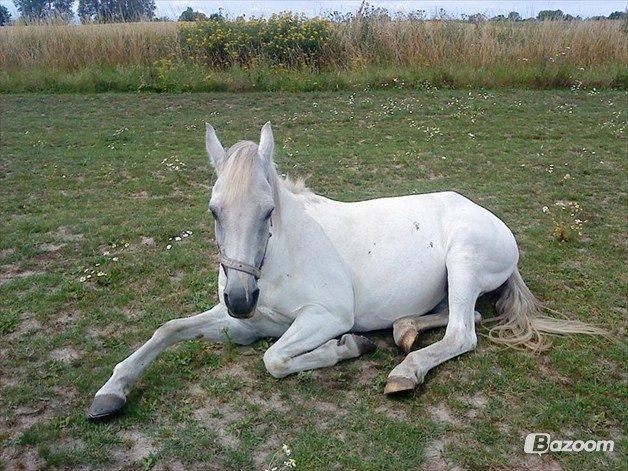 Welsh Pony af Cob-type (sec C) |Shirley| billede 4