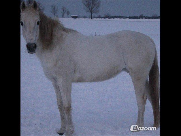 Welsh Pony af Cob-type (sec C) |Shirley| billede 5