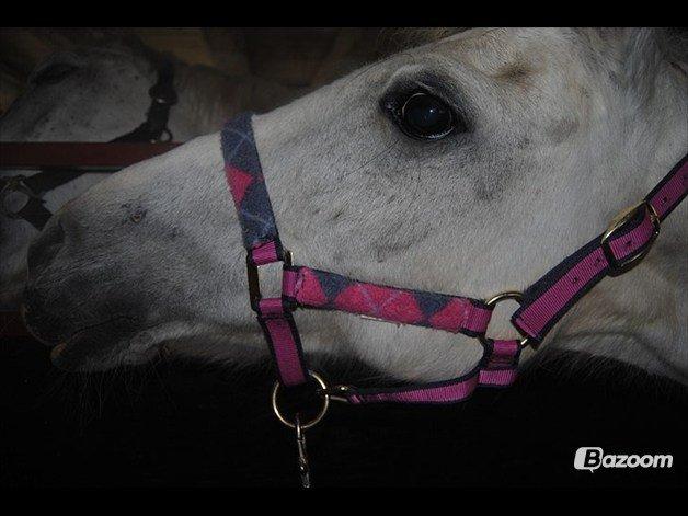 Welsh Pony af Cob-type (sec C) |Shirley| billede 6