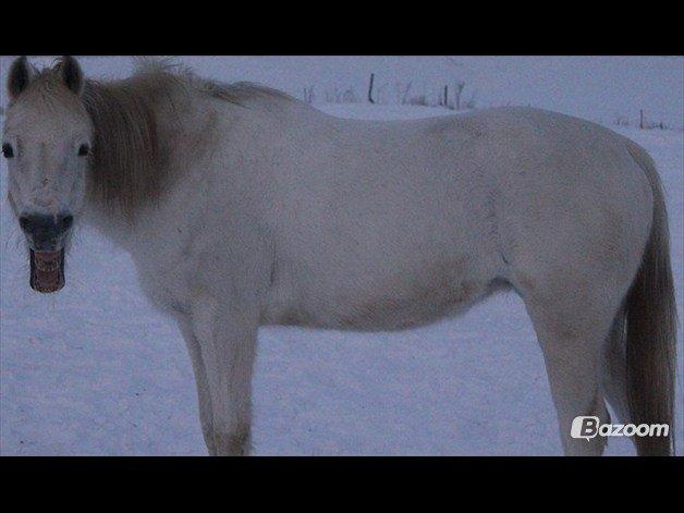 Welsh Pony af Cob-type (sec C) |Shirley| billede 7