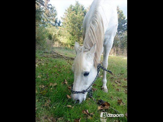 Welsh Pony af Cob-type (sec C) |Shirley| billede 8