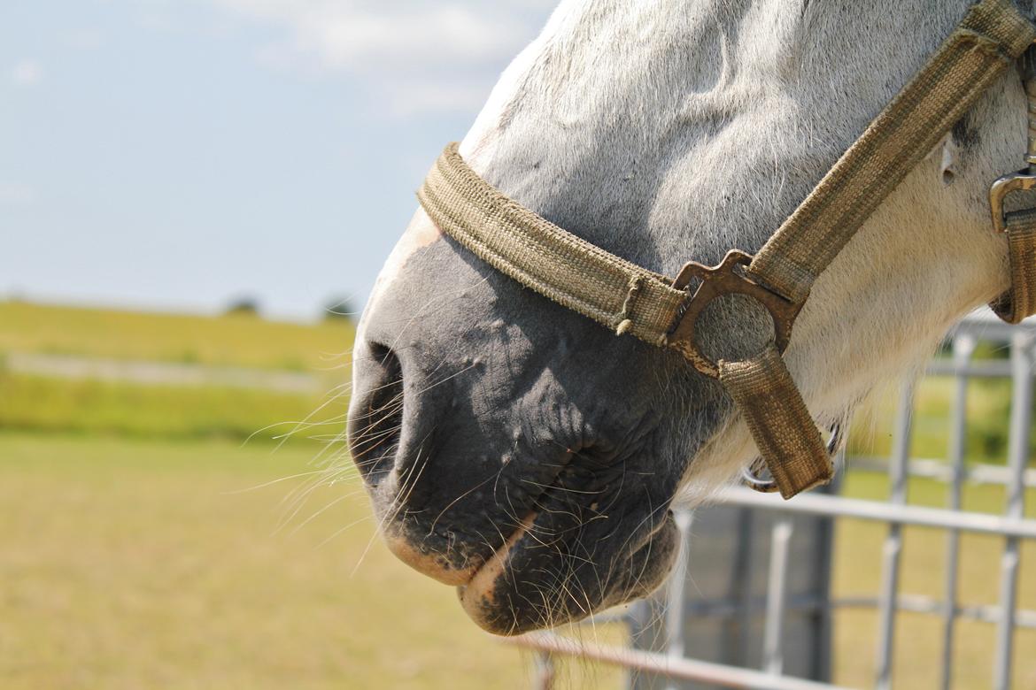 Welsh Pony af Cob-type (sec C) |Shirley| billede 9