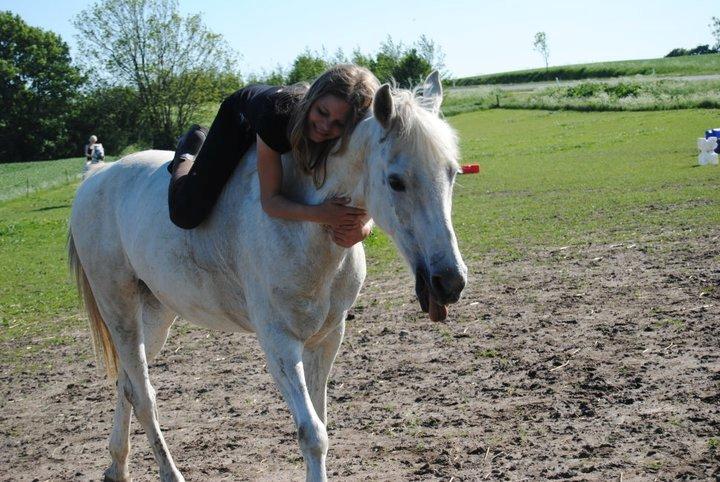 Welsh Pony af Cob-type (sec C) |Shirley| billede 11