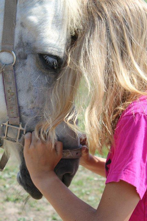 Welsh Pony af Cob-type (sec C) |Shirley| billede 1