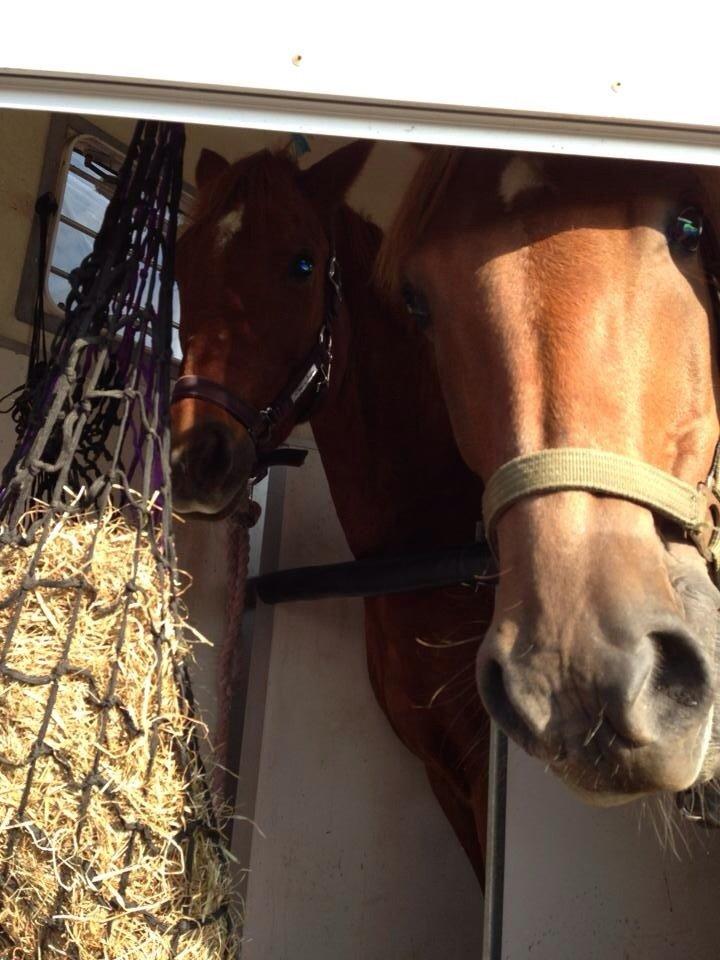 Anden særlig race Marco Polo<3 - Marco og Brandon er op vej til stævne billede 2