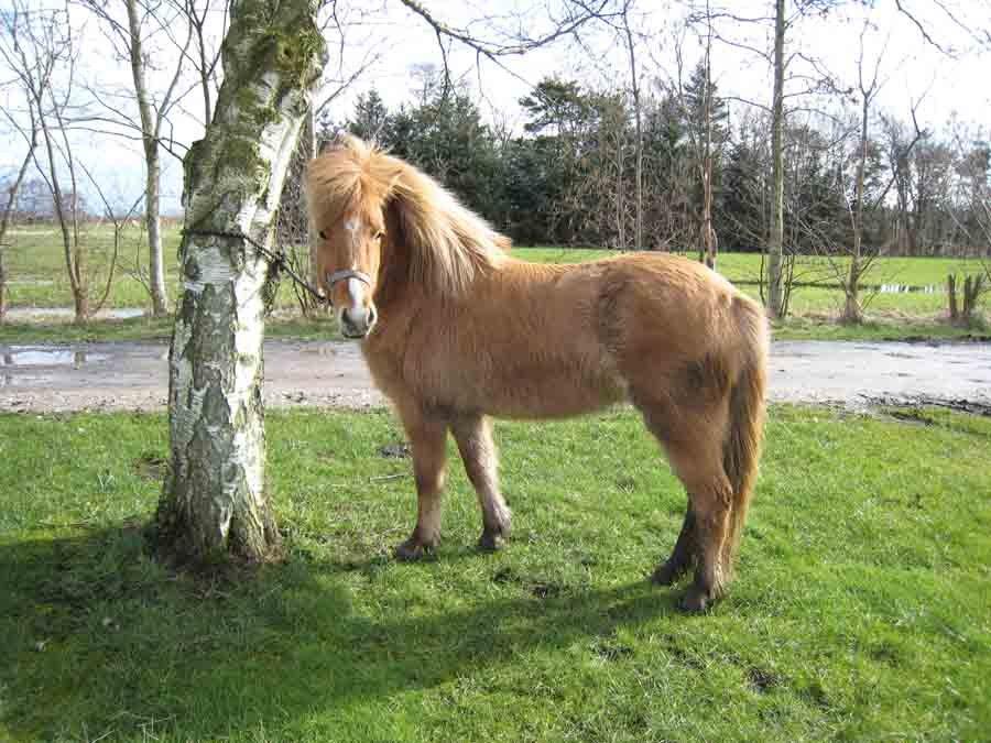 Islænder Sóley fra Röðli billede 3