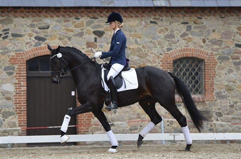 Dansk Varmblod Logslunds Pleasure - Sølvmedaljehoppe 2013 med 878,5 fra saddelkåringen!! :D  billede 1
