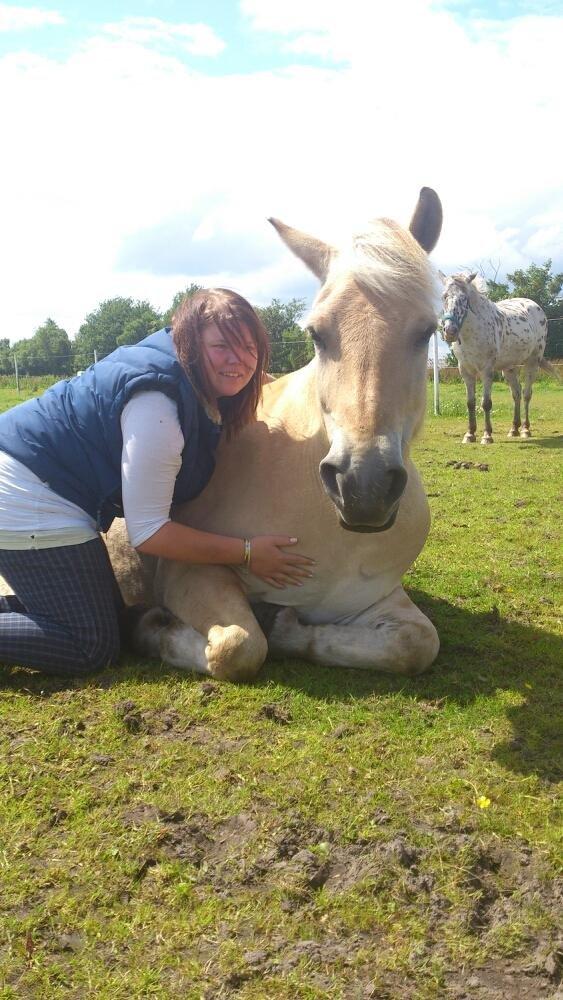 Fjordhest felix R.I.P billede 8