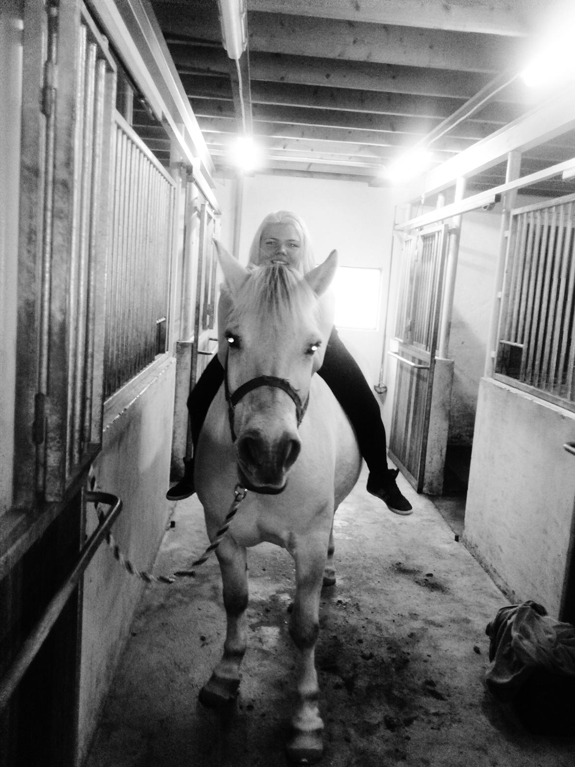 Fjordhest felix R.I.P billede 1