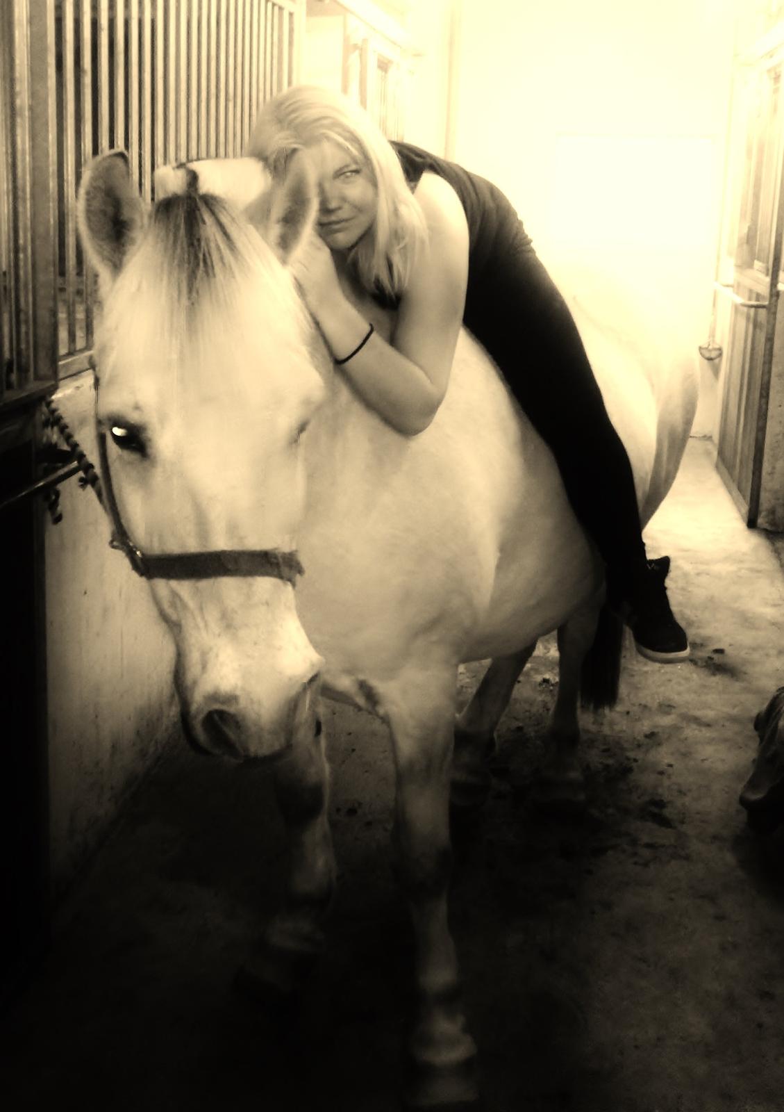 Fjordhest felix R.I.P billede 19