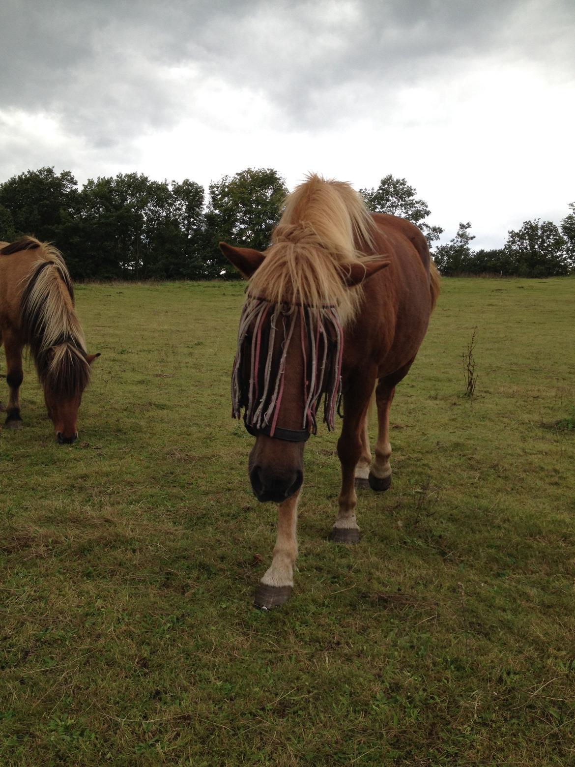 Islænder Frigg fra Thorsgaard billede 12