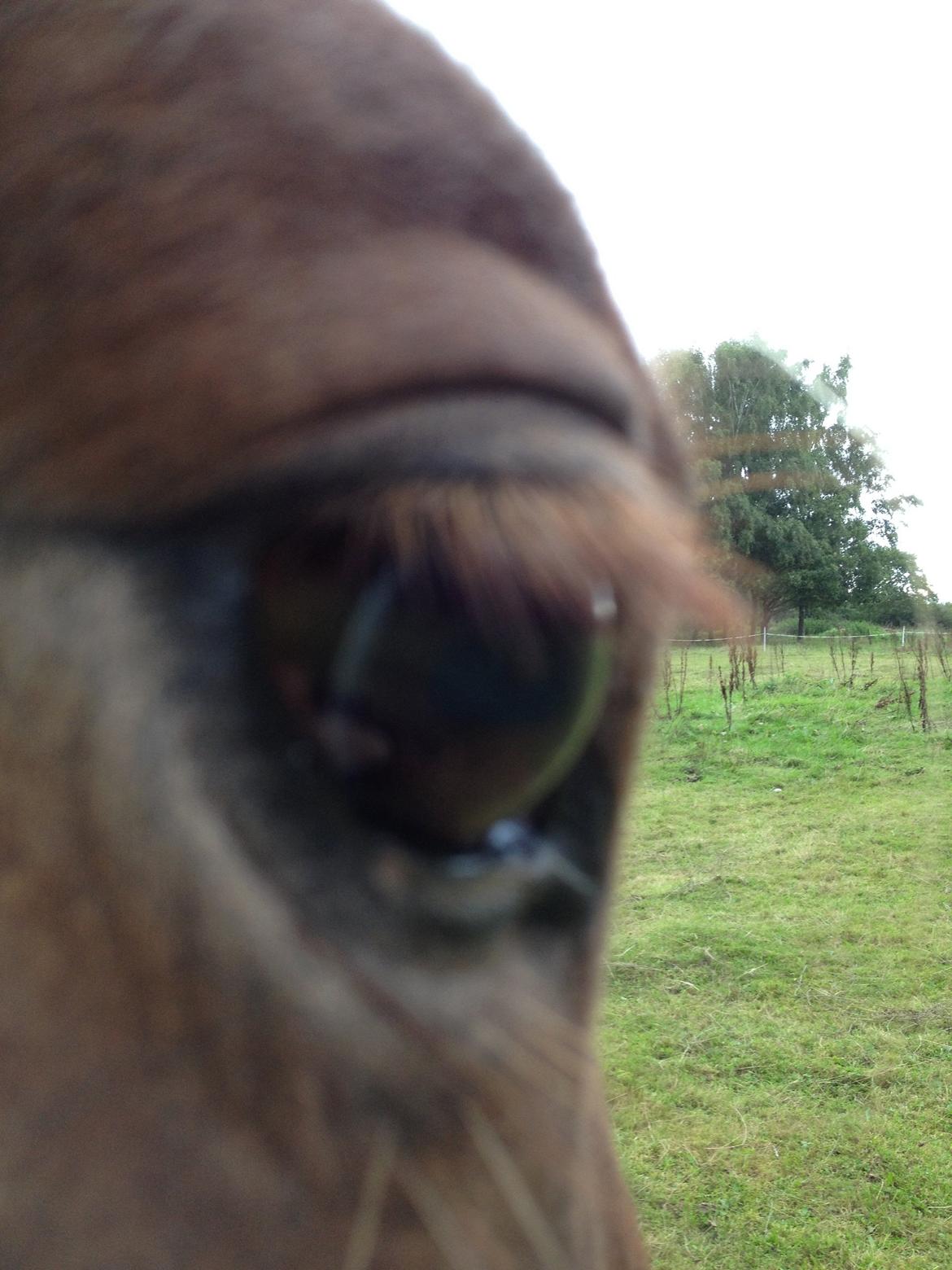 Islænder Frigg fra Thorsgaard billede 14