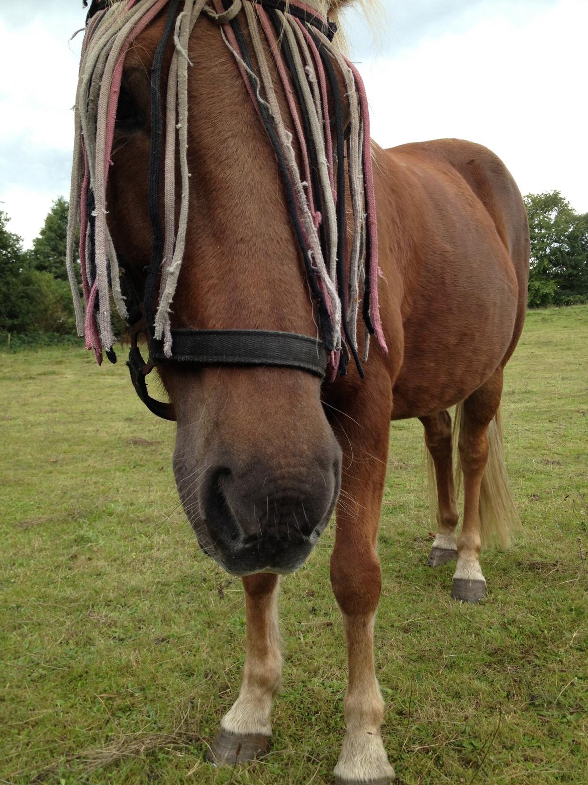 Islænder Frigg fra Thorsgaard billede 15