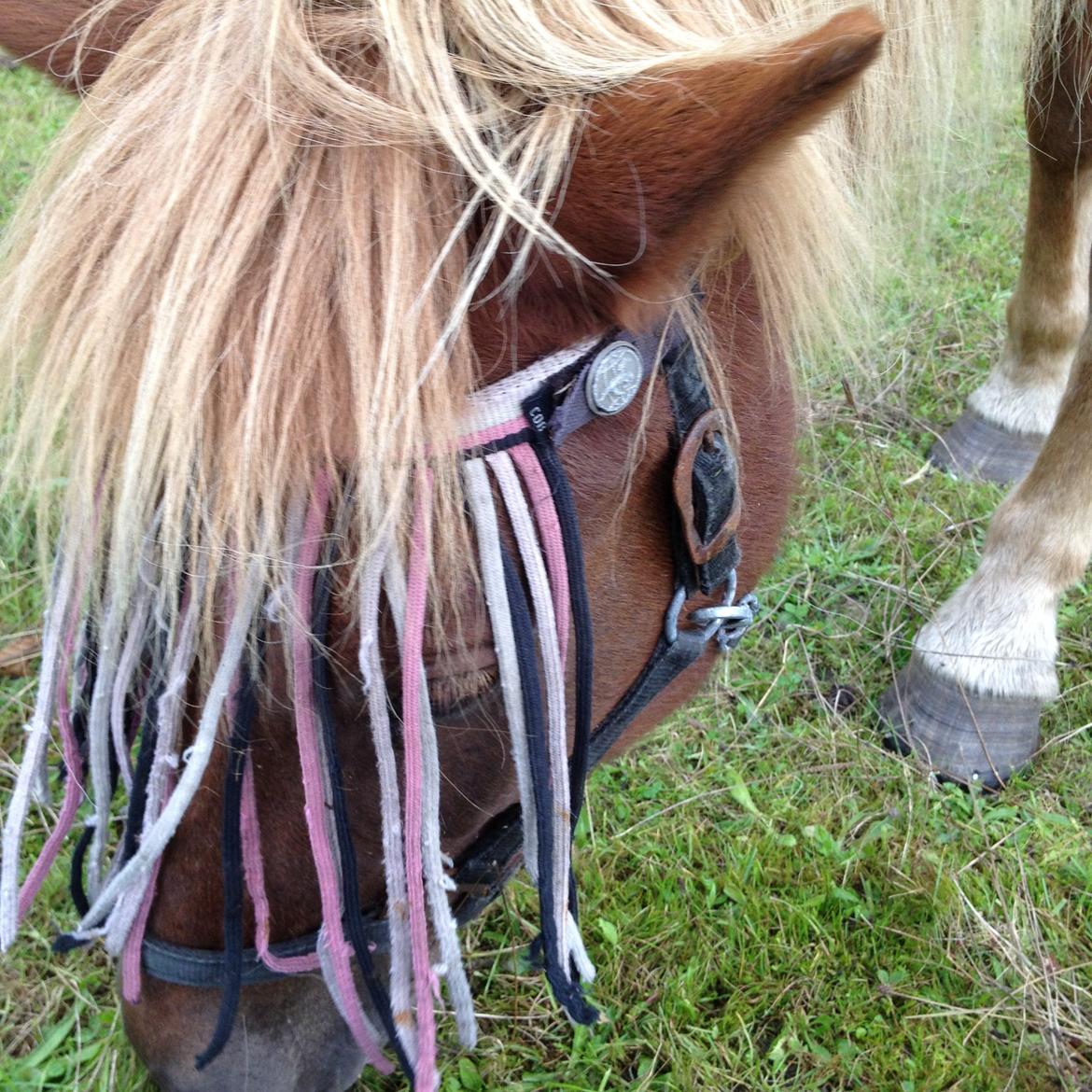 Islænder Frigg fra Thorsgaard billede 16