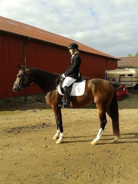 Oldenborg Lilly af Støvlebæk (solgt)  - Fra vores første stævne sep 2013 LD2 66,9% billede 20