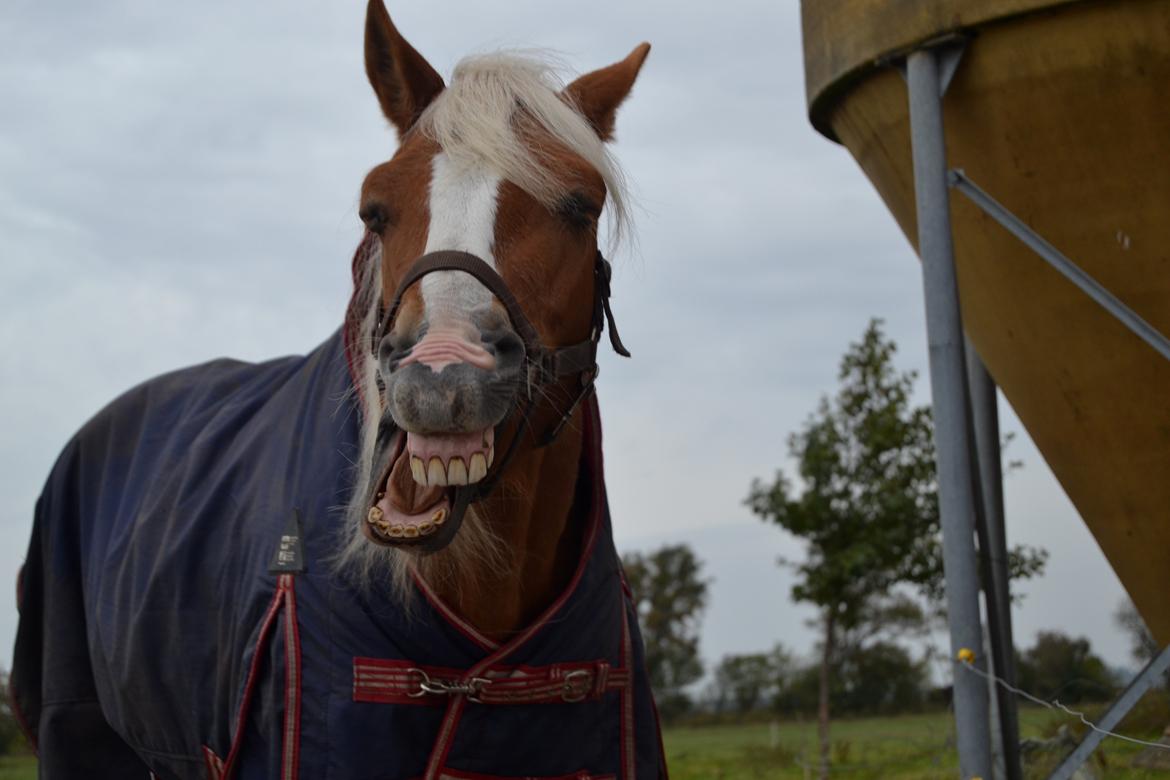 Haflinger Sofie - Winners never quit and quitters never win.
 Foto: Mig. billede 20