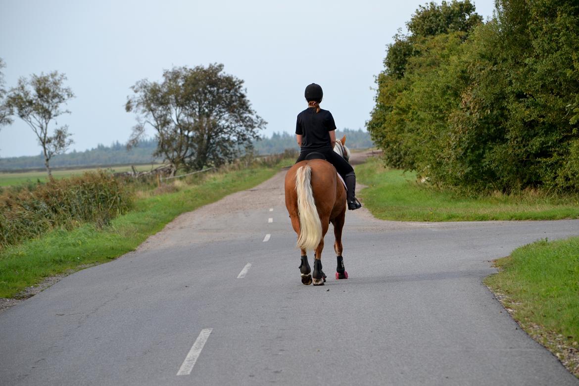 Haflinger Sofie - På tur med prinsessen Foto: Mathilde billede 15
