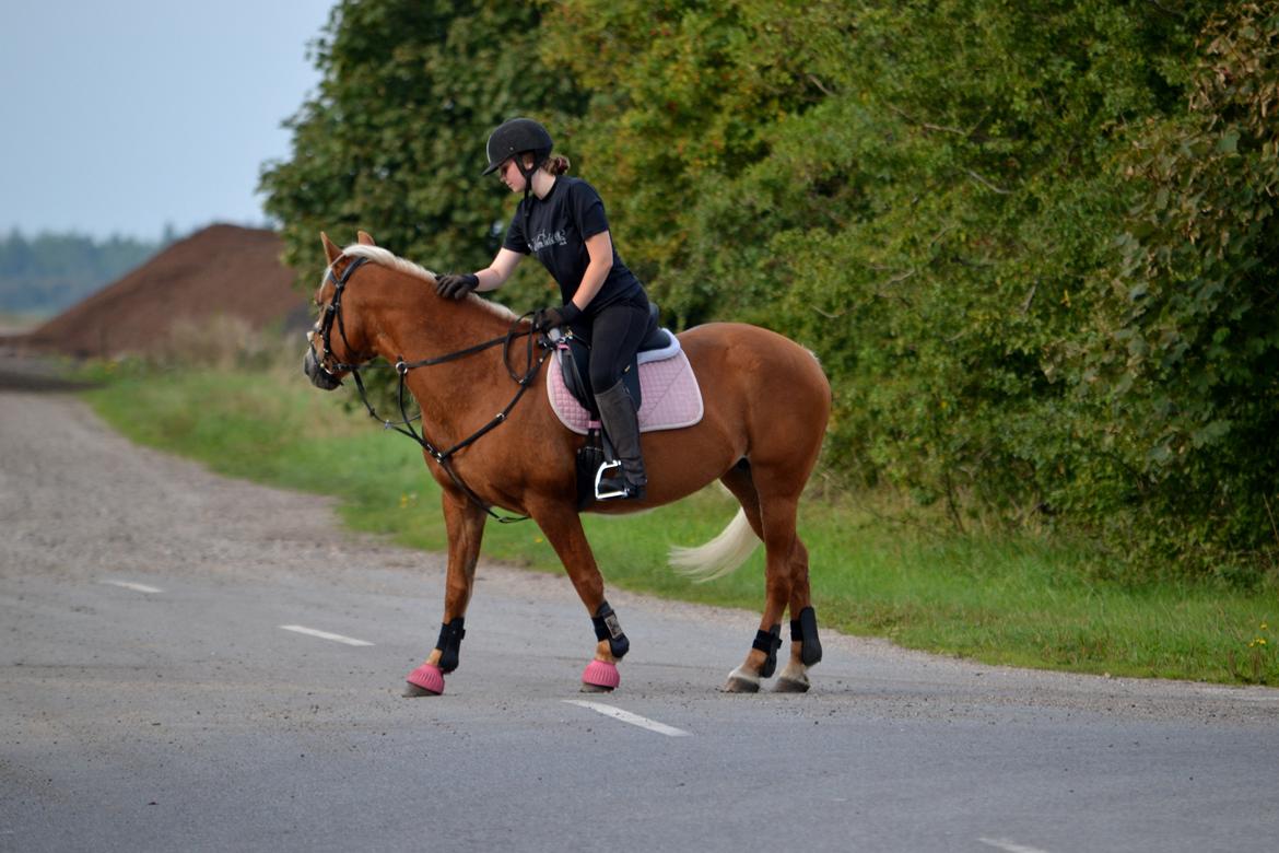 Haflinger Sofie - Min soulmate Foto: Mathilde billede 17