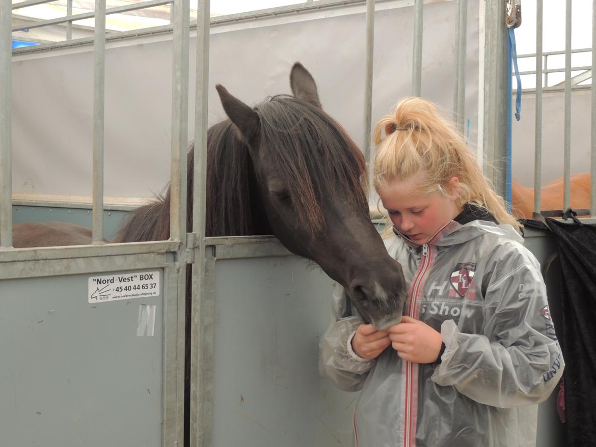 Welsh Pony (sec B) Charles - Vilhelmsborg 2013, TREC billede 13