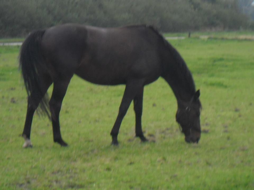 Hannoveraner nero - nero billede 1