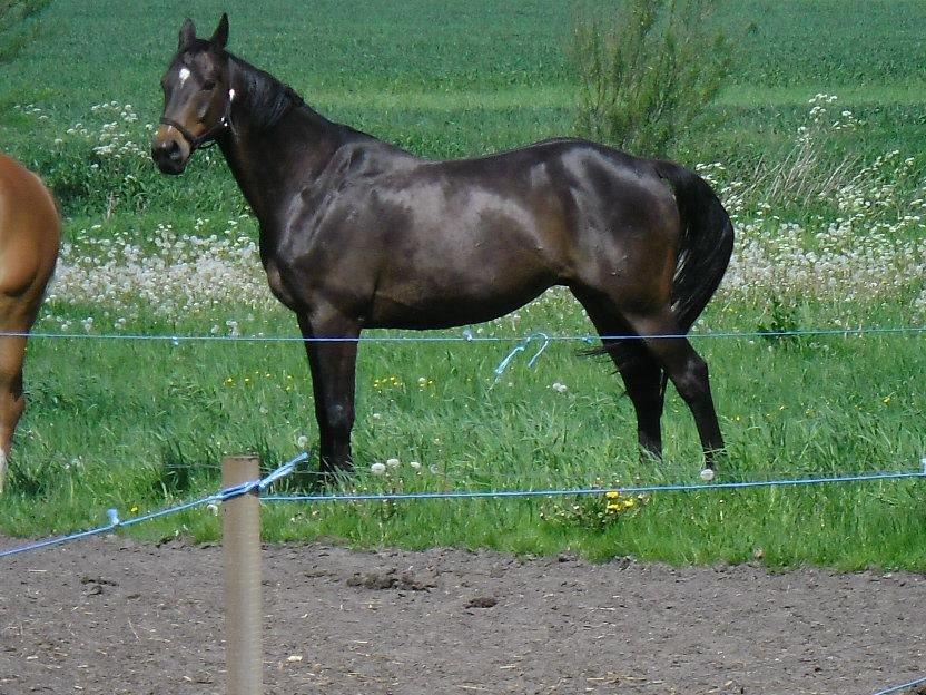 Hannoveraner nero - nero billede 2