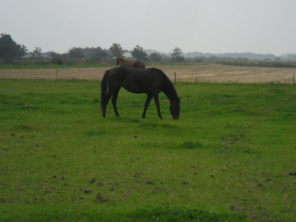 Hannoveraner nero - nero billede 3