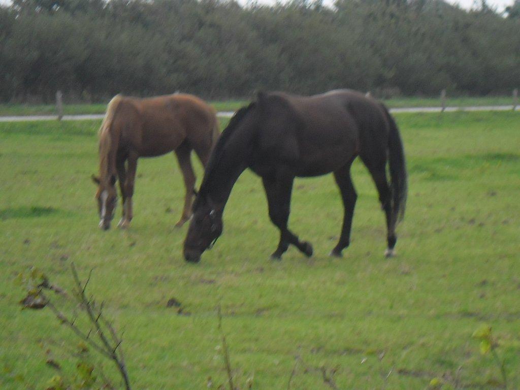 Hannoveraner nero - nero og don frederik billede 4
