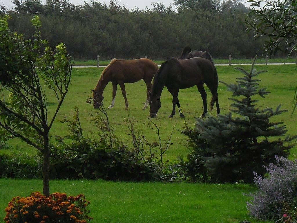 Hannoveraner nero - nero og don frederik billede 5