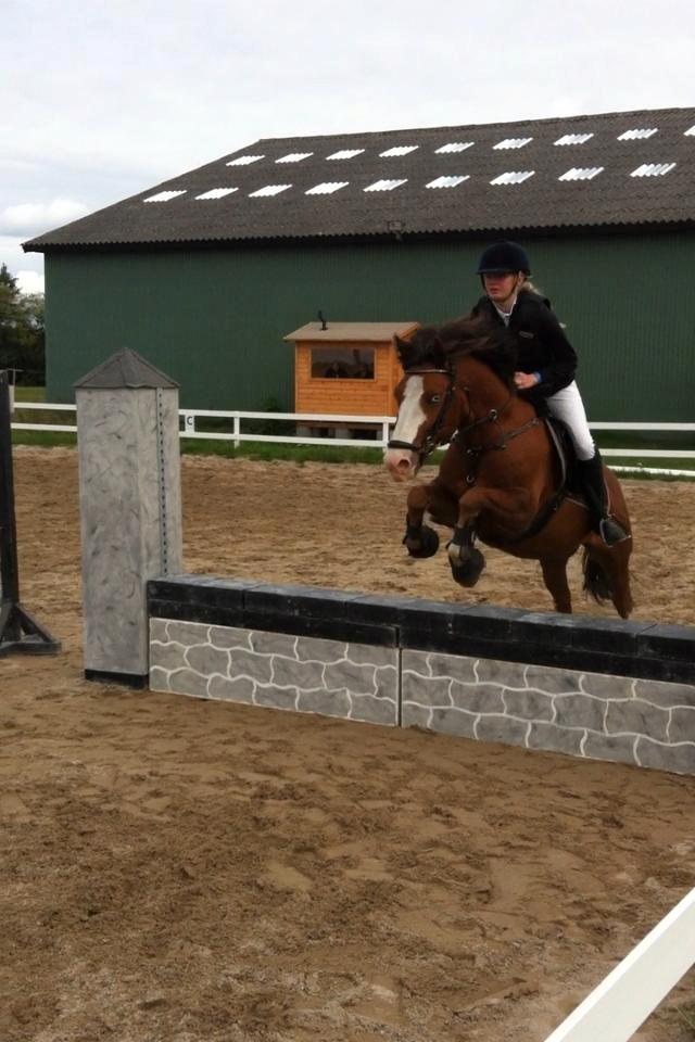 Anden særlig race CORNELIUS JUNIOR - klubmesterskabet 2013 billede 20