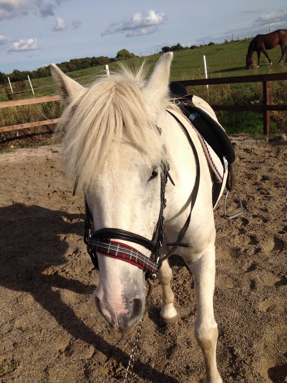 Anden særlig race Idefix (Følle/bette mand) billede 15