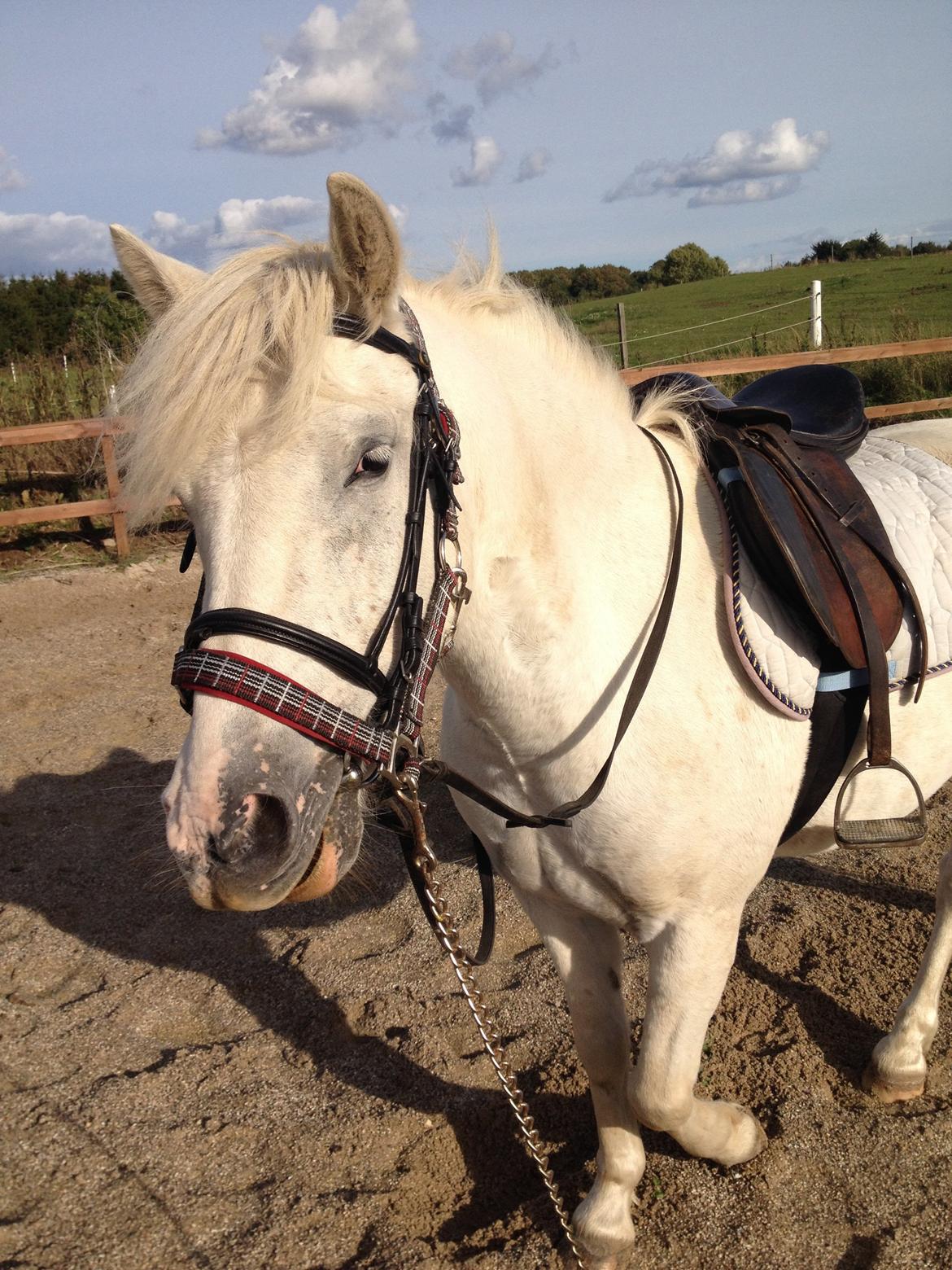 Anden særlig race Idefix (Følle/bette mand) billede 16