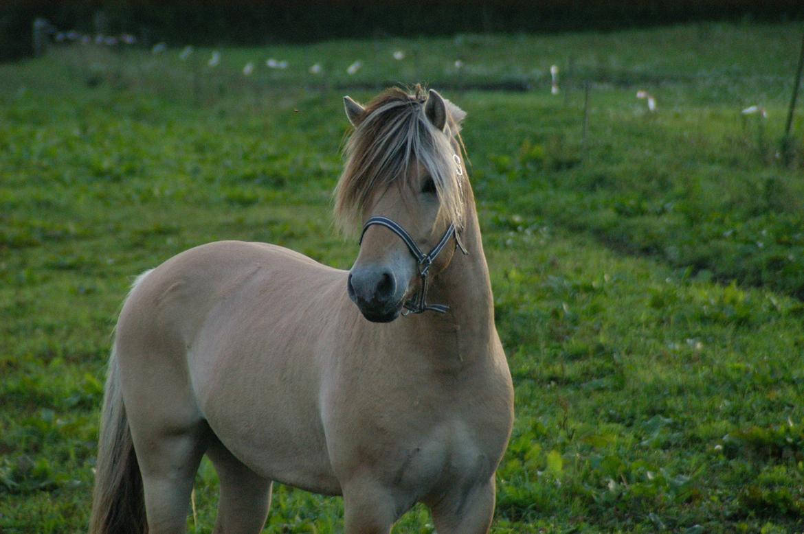 Fjordhest KRAGELUNDS TRYM - 22.09.13 billede 7