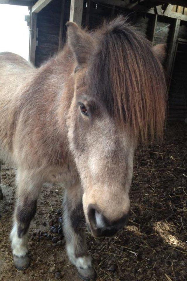 Islænder Blettur fra Tjenergården - Vinter 2013 billede 12
