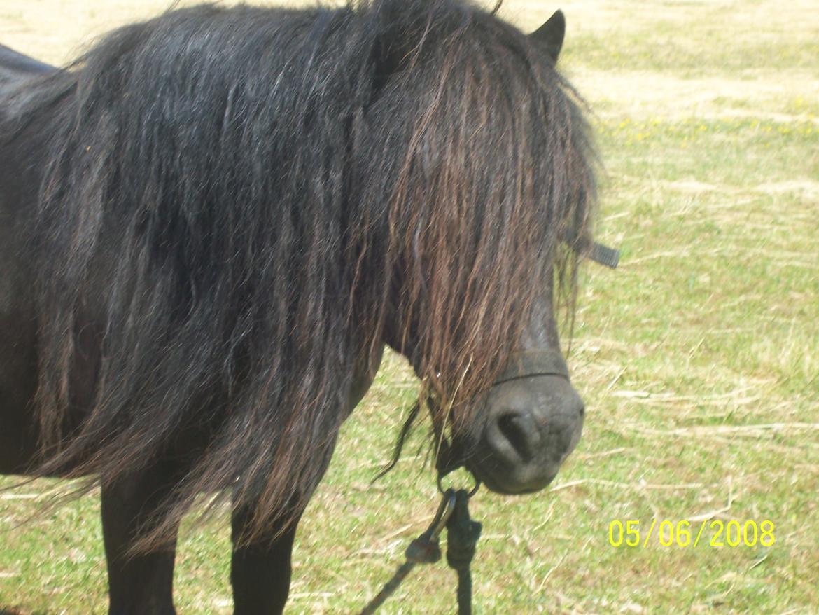 Shetlænder Struie Roriagh *HINGST* RIP billede 1