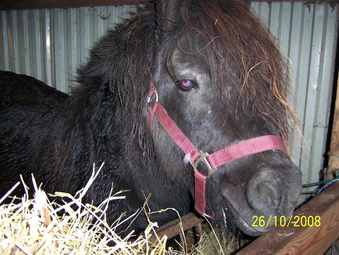 Shetlænder Struie Roriagh *HINGST* RIP billede 5