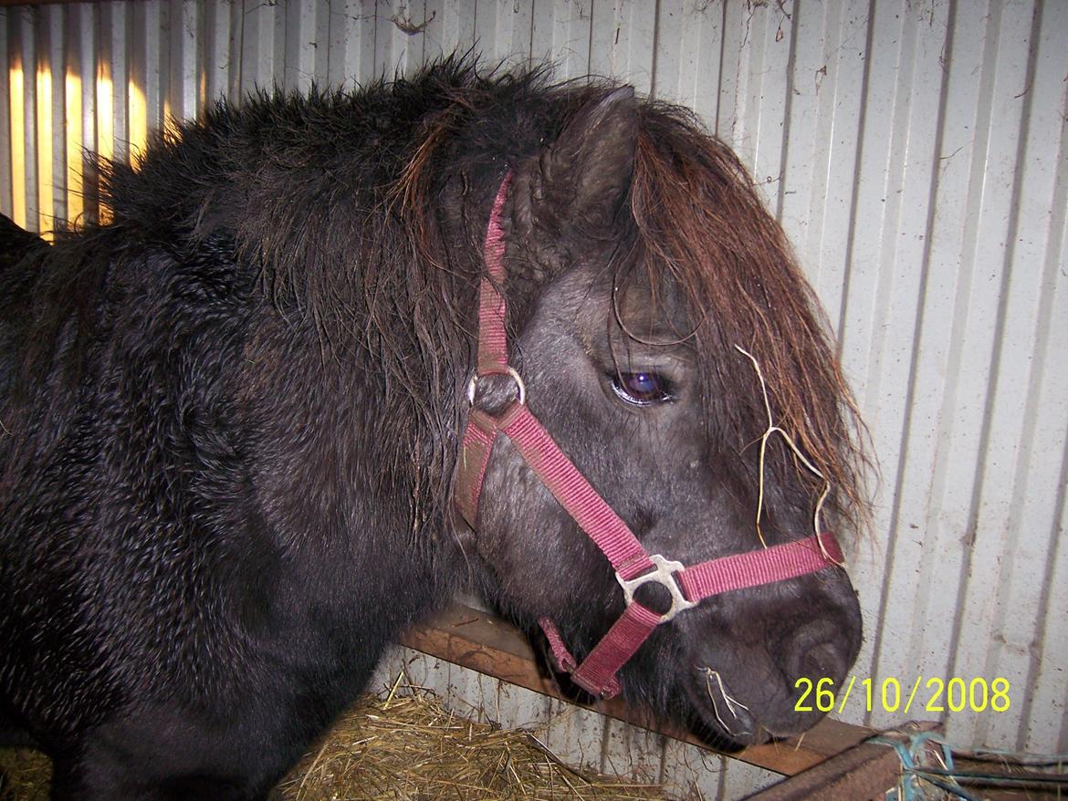 Shetlænder Struie Roriagh *HINGST* RIP billede 6