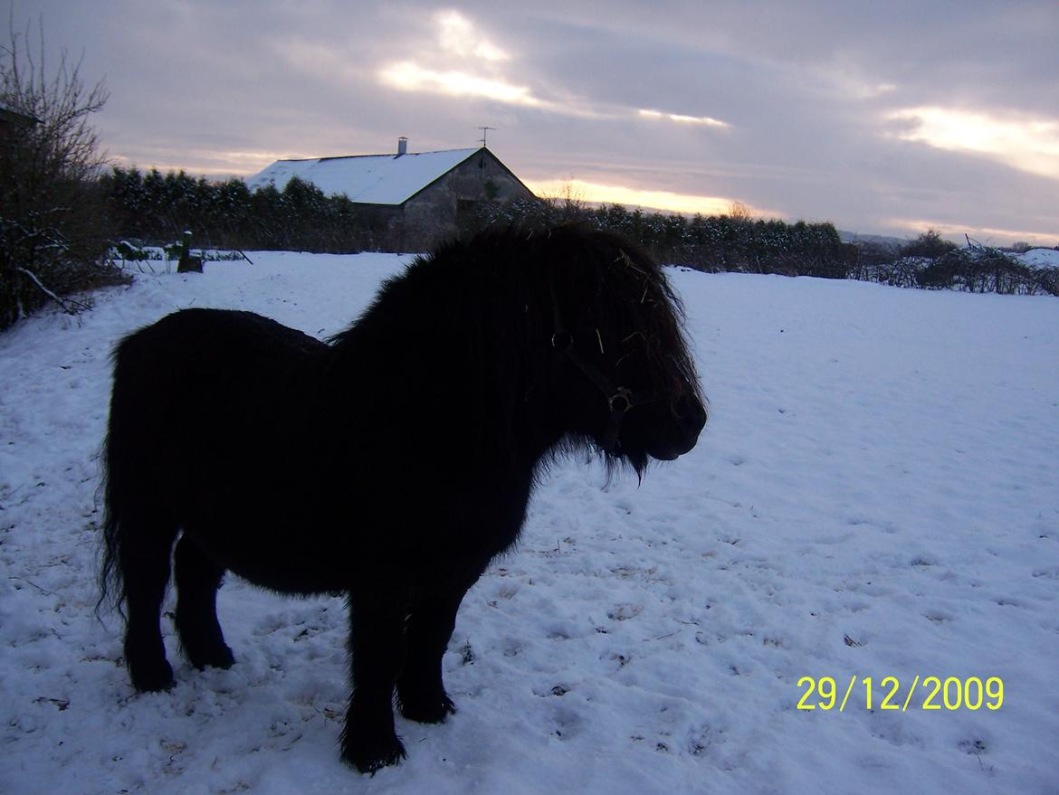Shetlænder Struie Roriagh *HINGST* RIP billede 7
