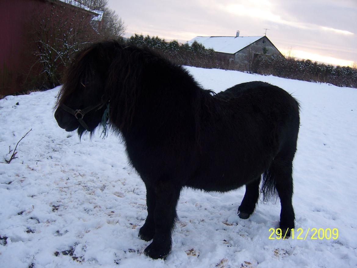 Shetlænder Struie Roriagh *HINGST* RIP billede 8