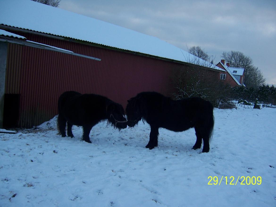 Shetlænder Struie Roriagh *HINGST* RIP billede 9