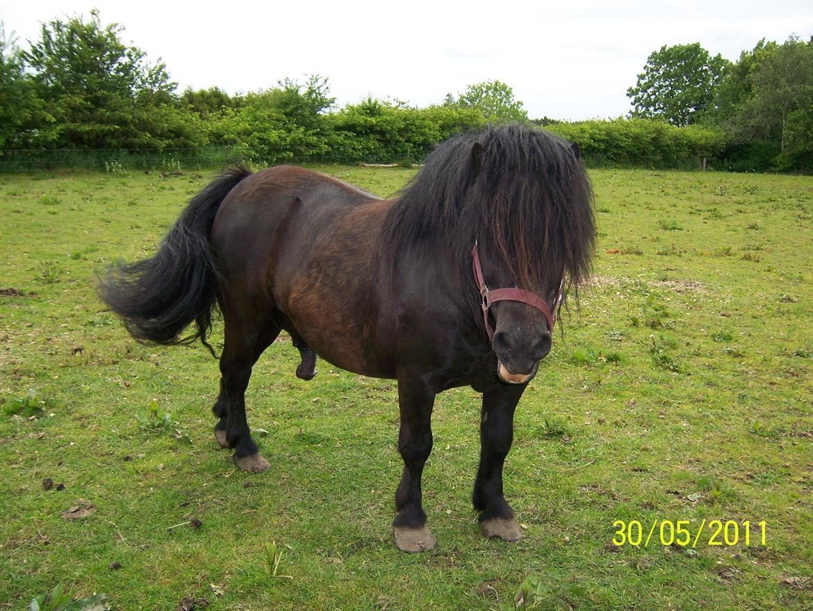 Shetlænder Struie Roriagh *HINGST* RIP billede 10