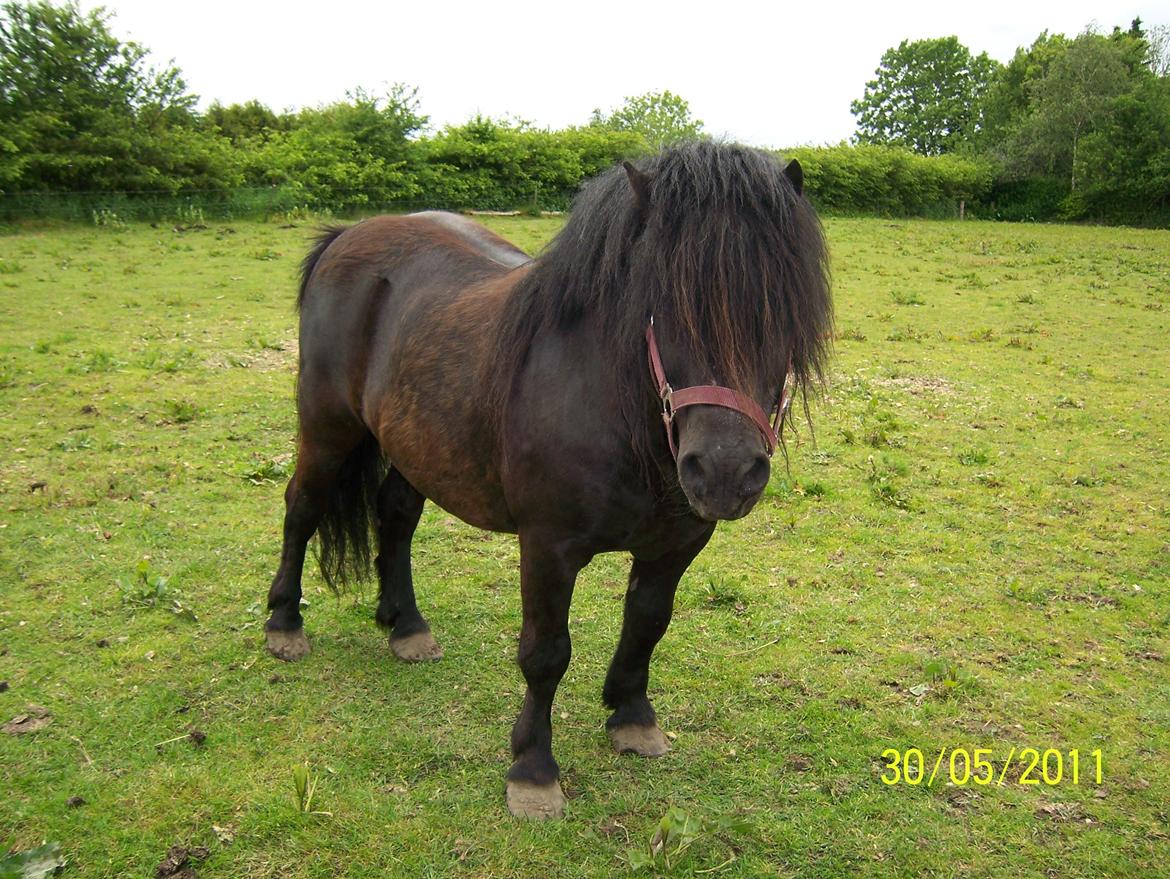 Shetlænder Struie Roriagh *HINGST* RIP billede 11